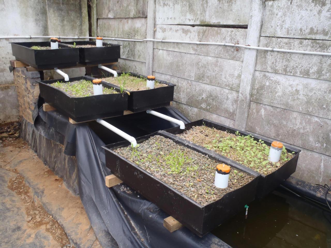 Aquaponic Gardening Systems: An Eco-Friendly Approach To Sustainable Agriculture