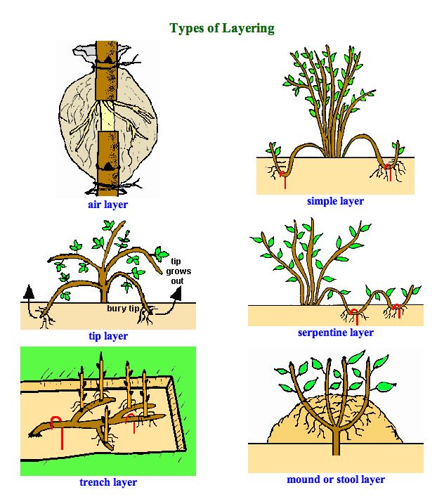 Plant Propagation Techniques