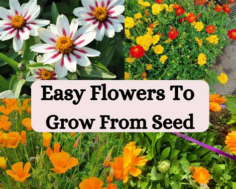 14 Easiest Flowers to Grow From Seed