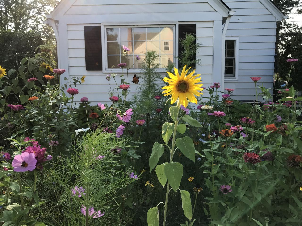 Creating a PollinatorFriendly Yard City Foodie Farm