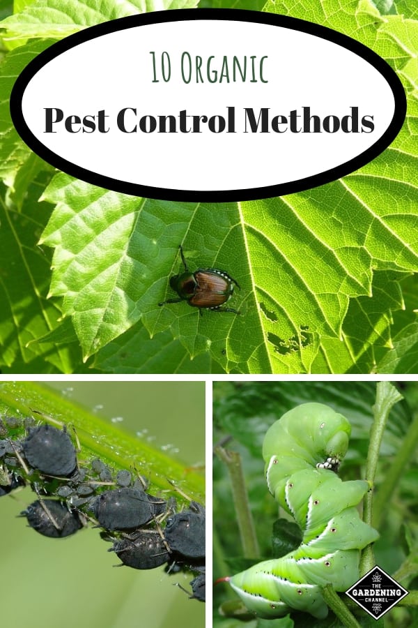 Organic Pest Control Methods: A Natural Approach To Eliminating Pests