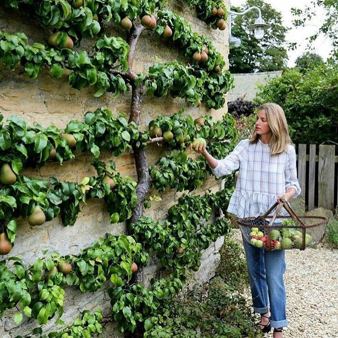 Espalier Fruit Tree Training: A Guide For 2026