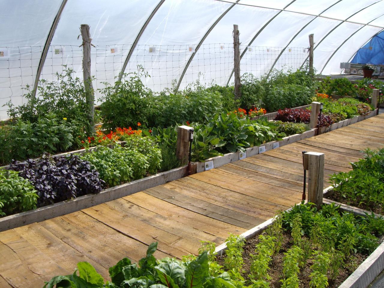 Summer greenhouse garden. Backyard greenhouse, Greenhouse vegetables