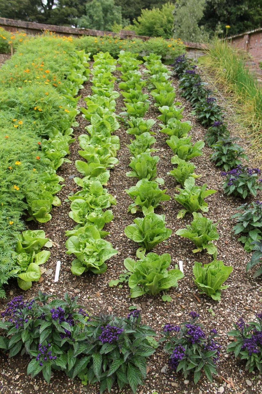 Companion Planting Vegetables "Buddies" That That Thrive Together