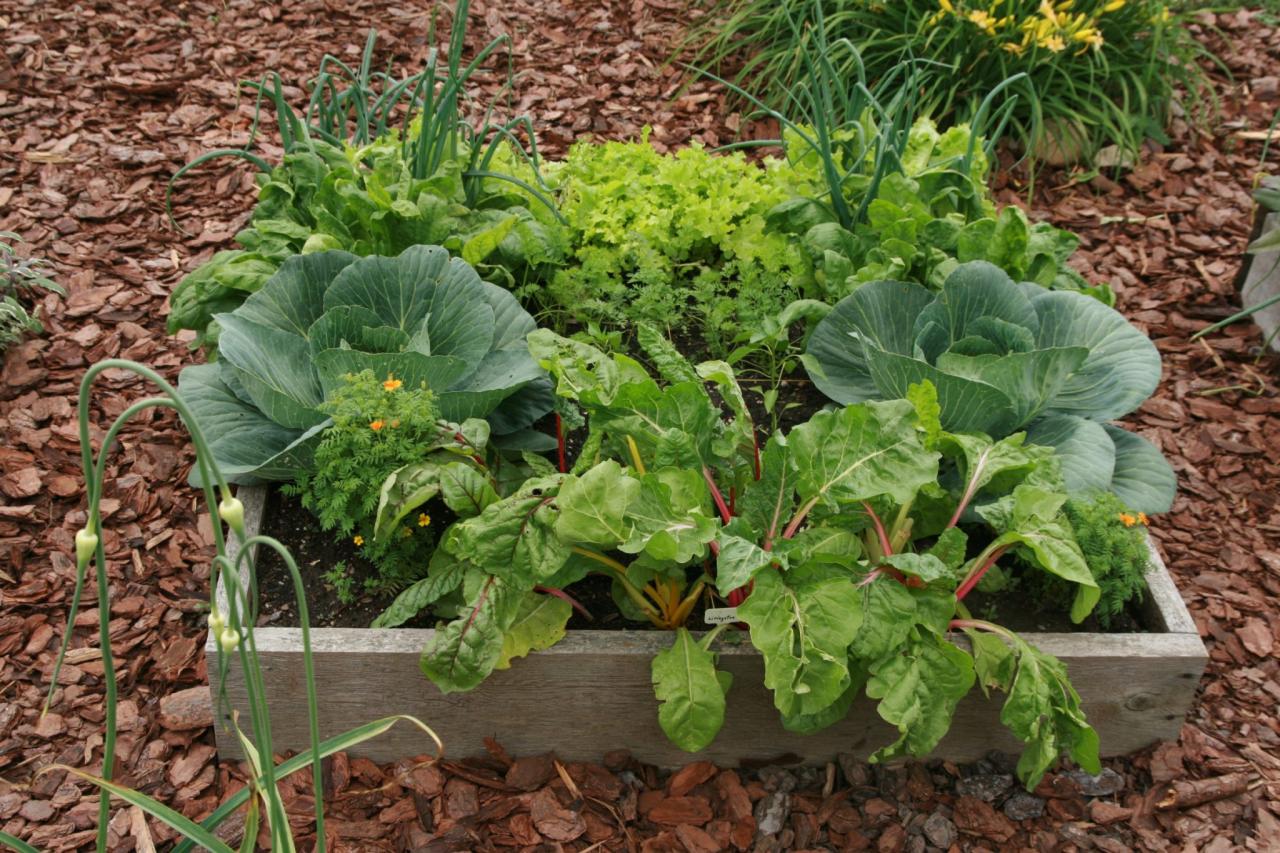 Organic Gardening Techniques Master Gardener Program