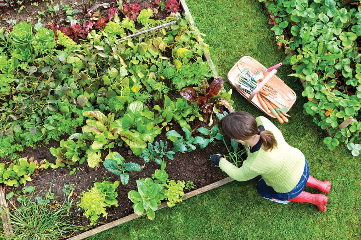 Vegetable Gardening For The Beginner Kristina Wolf's House of Design