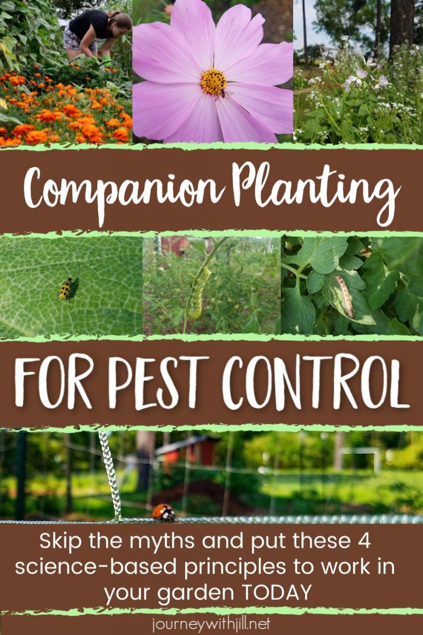 Companion Planting for Pest Control The Beginner's Garden Companion