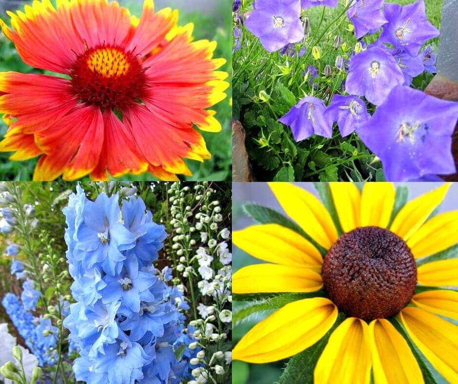 Growing Flowers From Seeds