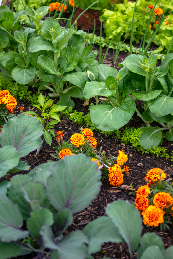 Companion Planting: Maximizing The Benefits Of Vegetable Gardens