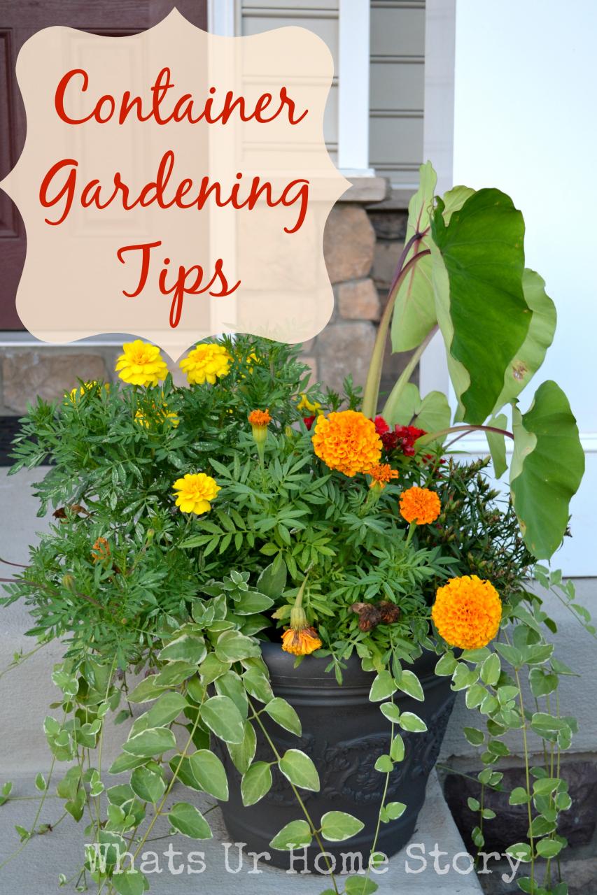 Container Gardening Tips